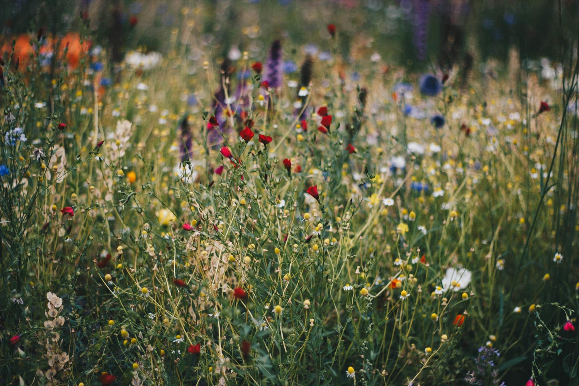 bwise_demo-image_plants-1.jpeg